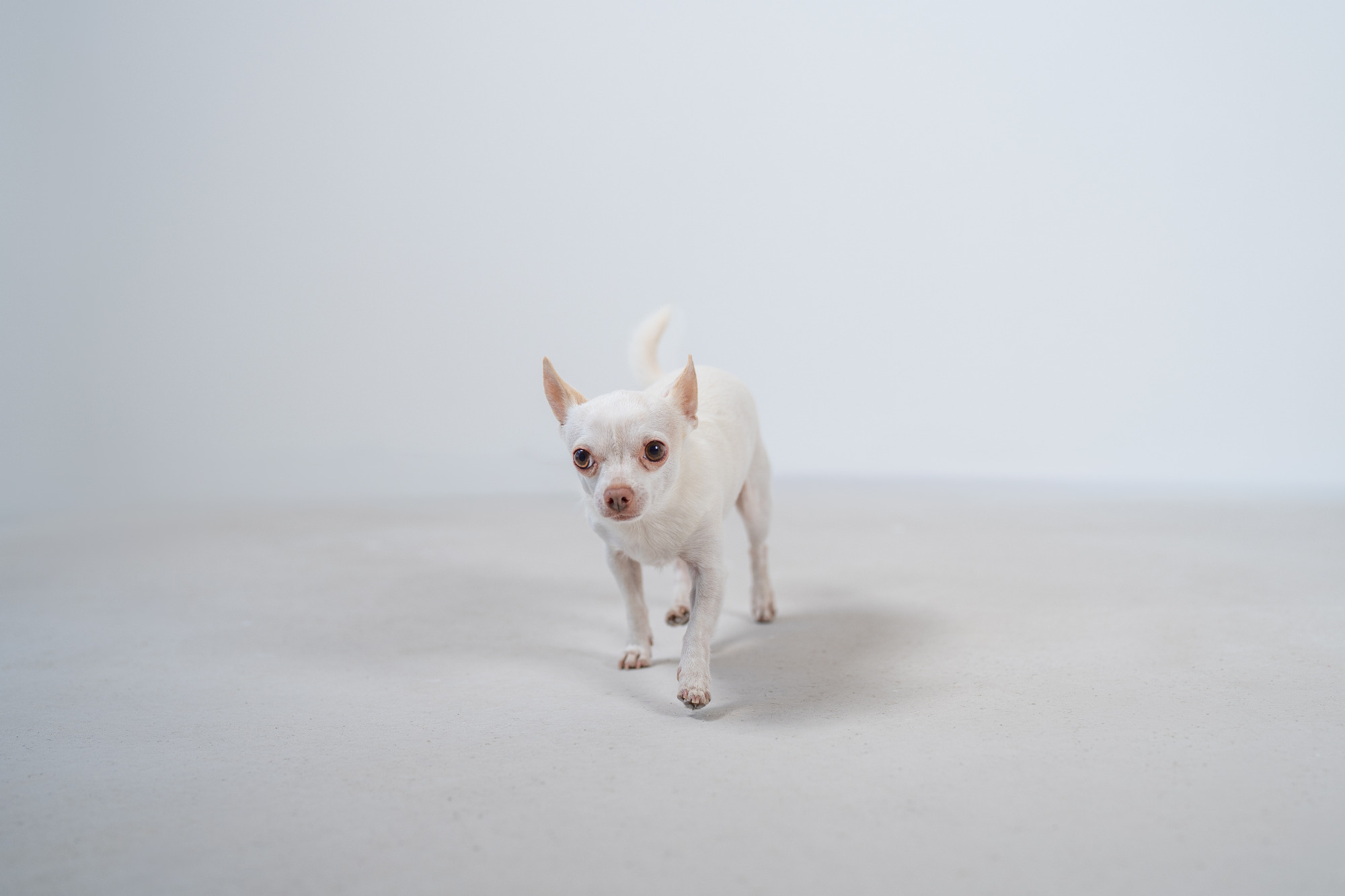 Buddel, Junior-Manager und Bürohund